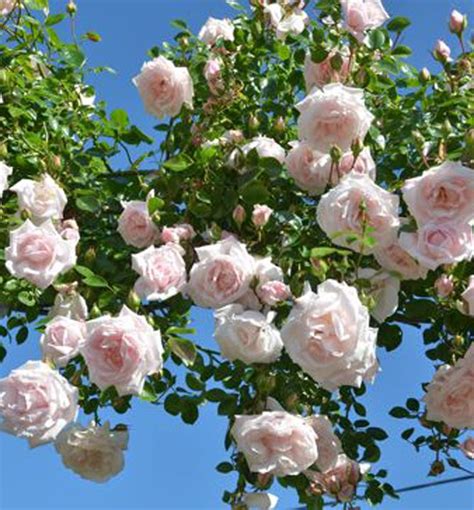 Situate a climbing rose bush beneath a fence, trellis or column and let it twine around, ramble and sprawl out. Pin on záhrada