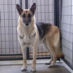If you do not have experience working with dogs, enroll in obedience. Colorado Springs, CO - German Shepherd Dog. Meet Acey a ...