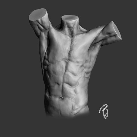 Ribs are long, flat, curved bones no more than a centimeter or two in width and a few millimeters in depth. Anatomy_TORSO | Domestika