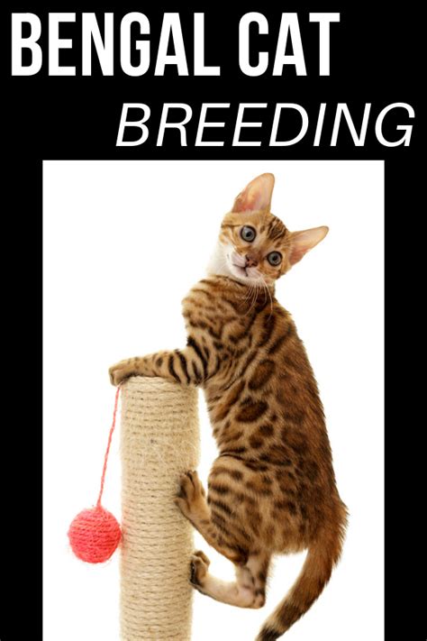 Get tips on how to spot specific sexual behaviors that may indicate your feline is ready and willing to the link between sexual behavior and normal cat behavior is tightly woven. Breeding a Bengal cat | Bengal cat, Baby cats, Kittens cutest