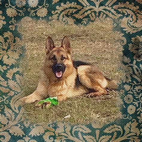 These puppies have gorgeous parents both with amazing temperament. PUPPIES START AT $2,500 (With images) | Puppies, Puppies ...