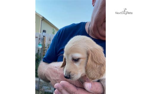 A dog is a man's best friend, and we believe treating them back same is all they deserve. Harley Quinn: Dachshund, Mini puppy for sale near Raleigh / Durham / CH, North Carolina ...