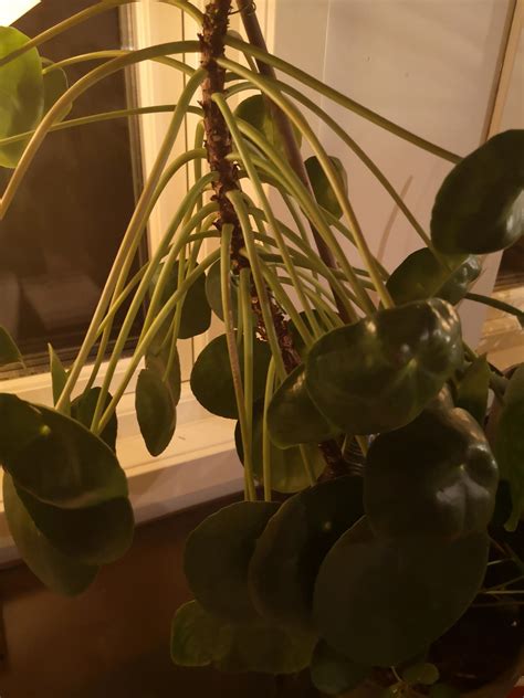 There are multiple possible causes for droopy leaves, so ask yourself the following. Why is my pilea/money plant dying? : houseplants