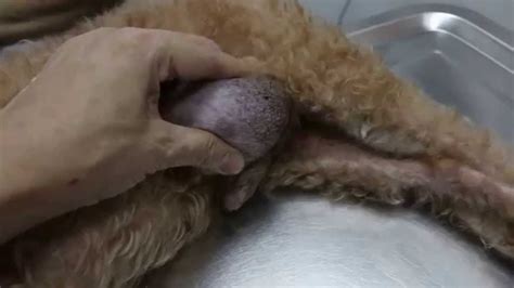 Dogs with stomach cancer also suffer from abdominal pain, which can cause behavioral changes in the dog. A 14-year-old poodle has testicular cancer - YouTube