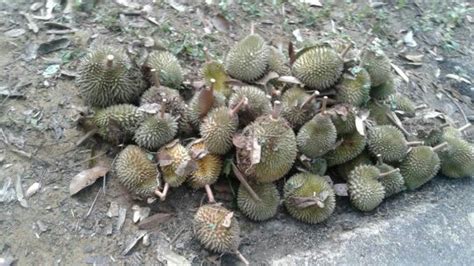 Musim durian 2020 di batu kurau harga 1kg : Memori FD: Durian Pun Berlalu