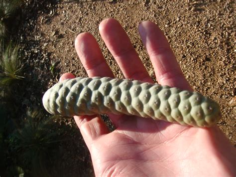 With a distinctive ceramic pattern, it has been designed to look like an artichoke. "Has he Been"?