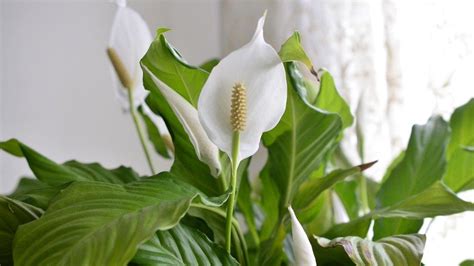 The elegant white flowers of peace lily can enhance the beauty of any decor. How to Plant, Grow & Care for Peace Lilies | Miracle-Gro