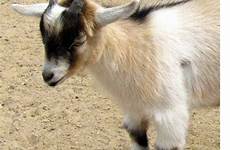 pygmy goat horns plumpton domestic