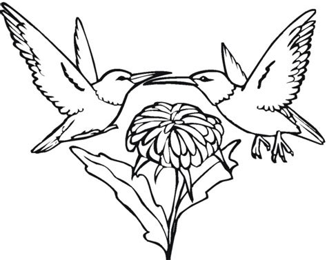 Free hummingbird coloring pages to print for kids. Get This Online Hummingbird Coloring Pages 43569
