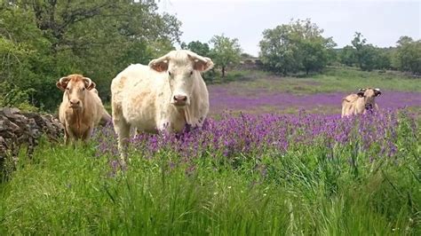 0:58 mexi homes 15 247 просмотров. Casa rural sierra de Madrid | Turismo rural, Rurales