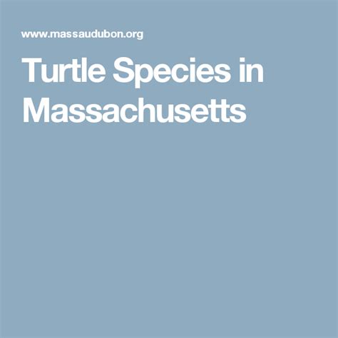 Alligator snapping turtle is an ancient species. Turtle Species in Massachusetts | Turtle, Species ...