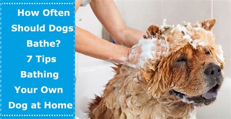 Some dogs are naturally stinkier than others, too. How Often Should Dogs Bathe? 7 Tips Bathing Your Own Dog ...