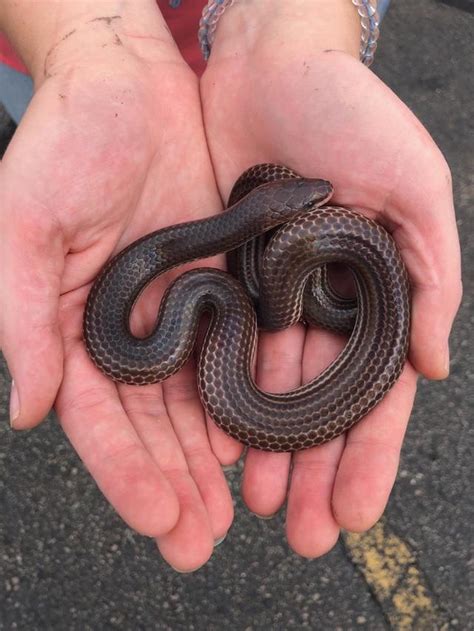 This asian species gets its namesake from the highly iridescent and colorful sheen visible upon its skin. z OUT OF STOCK - SUNBEAM - WC FEMALE, Xenopeltis unicolor