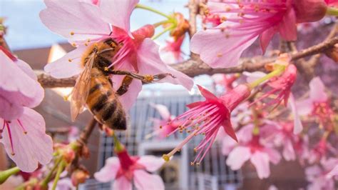 Happiness rating is 57 out of 10057. City Bees Feed on Flowers, Not Junk Food