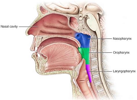 Nasal polyps can grow anywhere on the lining of the nose or the sinuses. Nasopharyngeal cancer causes, symptoms, diagnosis ...
