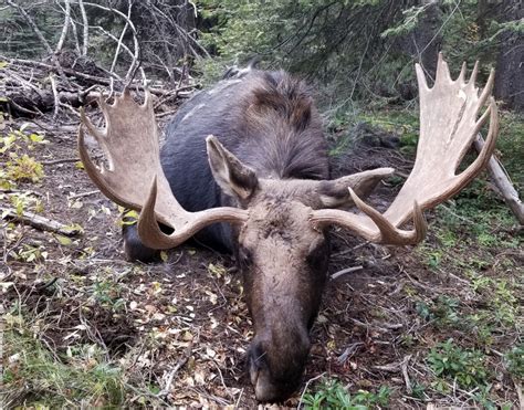 Cara main game tree and fish. Four bull moose illegally shot at, three killed in Valley ...