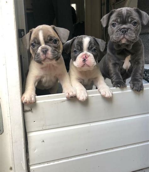 French Bulldog puppies - Lilac & white GIRL STILL AVAILABLE | in Mitcham, London | Gumtree