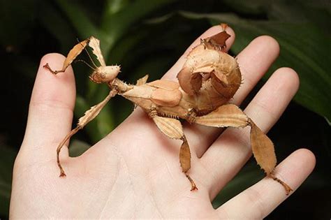 Live invertebrates for sale | Unusual animals, Insect ...