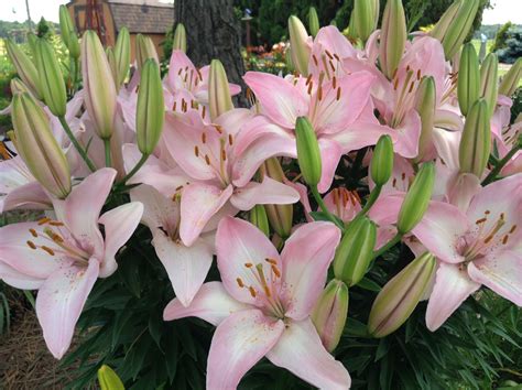 We have a large selection of roses, lilies, gerberas, orchids, carnations, daisies, tulips and more. Pink Asiatic Lilies | Asiatic lilies, My flower, Flower garden