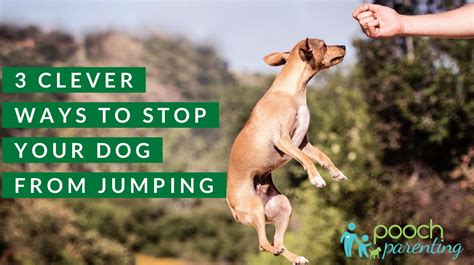 How long do you ache with the flu? 3 Ways to Stop Your Dog from Jumping - Pooch Parenting