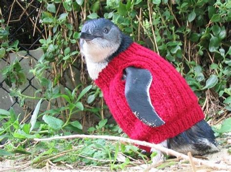 Australia's oldest man famous for his penguin sweaters passes away. Australia's Oldest Man Knits Sweaters For Injured Penguins ...