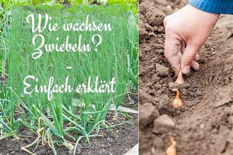 Was sind ursachen für erdbeben? Wissen: wie wachsen Zwiebeln? Einfach erklärt