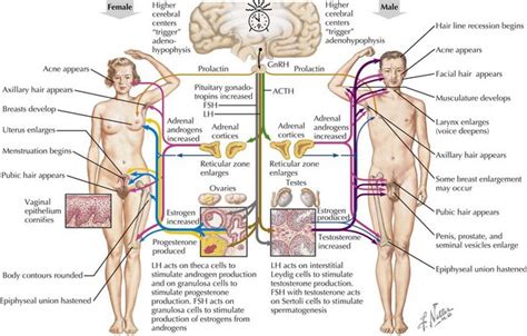 They are called anagen, catagen, and telogen. Puberty | Obgyn Key