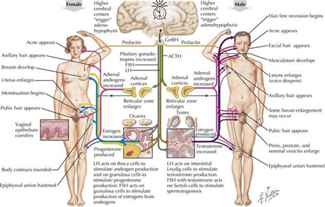 They are called anagen, catagen, and telogen. Puberty | Obgyn Key