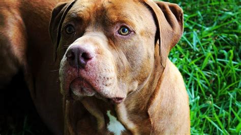 Since we can't ask our dogs how they are feeling each day, it's important to understand the signs of a sick dog. My story of Losing my dog to Cancer - YouTube