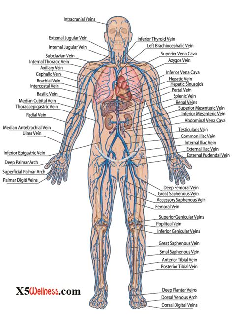 Some of the organs may be part of an organism needs all body systems for survival and reproduction. Human Body Systems with photos