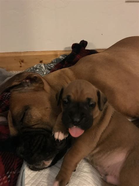 Browse photos and descriptions of 1000 of wisconsin dogs for sale in wisconsin of many breeds available right now! Boxer Puppies For Sale | Green Bay, WI #323189 | Petzlover