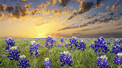 Bluebonnets appealed to people long before texas became a state. How to get a picture-perfect Texas bluebonnets photo