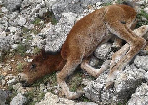 Πληροφορίες, χάρτης και στοιχεία για τη ζήρεια. Εκτέλεσαν 26 άγρια άλογα στην Ζήρεια Κορινθίας | www.zoosos.gr