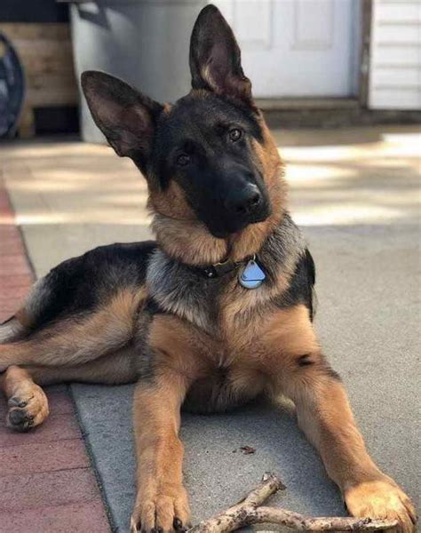 Be wary when choosing a breeder, do your research, ask questions and. German Shepherd Breeders Pennsylvania | PETSIDI