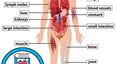 This is a useful worksheet consisting of the pictures and names of the body parts. Human Body Parts Names Archives - English Study Here