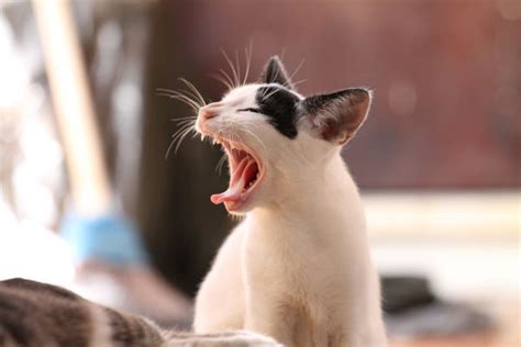 Is your cat getting hairballs? How long does it take for a cat to pass a hairball ...