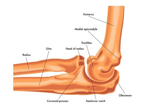 Ligaments of the elbow learn by taking a quiz. Tennis Elbow / Golfer's Elbow - Dr. Groh
