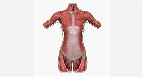 Almost every muscle constitutes one part of a pair of identical bilateral. Muscles Of Torso - Anatomy Model Human Muscled Torso ...