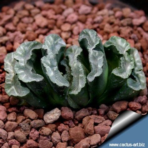 Truncata is a stemless succulent plant that looks like a small grape cluster and makes fat little colonies, up to 3 inches (7,5 cm) in diameter. Haworthia truncata var. truncata | Succulent gardening ...