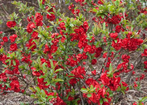 Een zeer compacte hybride bloeiende kweepeer, chaenomeles x superba 'texas scarlet' is een kleine, verspreide, bladverliezende struik met overvloedige trossen van zeer geschikt als specimenplant en voor funderingsbeplantingen. Double Take Scarlet™ - Quince - Chaenomeles speciosa ...