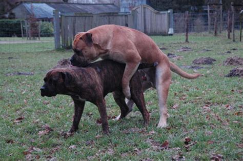 Hilfestellung vorallem beim drehen zum hängen, wenn sie hintern an hintern stehen. www.boerboel.de : African Protector Welpen Emily und Jaapie