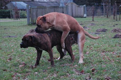 Warum zecken beim hund gefährlich sind. www.boerboel.de : African Protector Welpen Emily und Jaapie