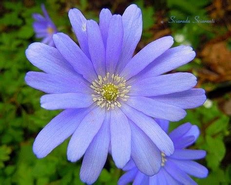 Ogni bouquet è confezionato in una scatola di cartone bianco, legato con un nastro. Anima Mundi: Fiori di campo