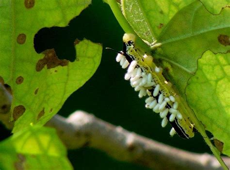 How are parasitic wasps and catalpa worms related? Rurality: Catalpa worms