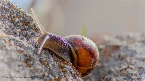 Owned by the santo domingo group. Molusco gasterópodo, caracol de tierra - 3 fotografías ...