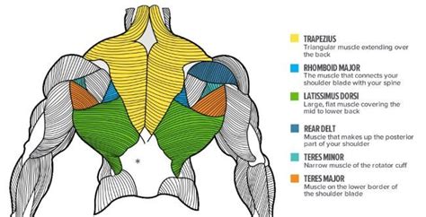 The superficial back muscles are the muscles found just under the skin. Imagine similară | Upper back muscles, Back muscles ...