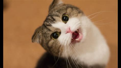 Smith is a small animal veterinarian with 11 a hungry cat will continue to meow loudly whenever it's hungry if you reward its cries with food or treats. 6 Reasons Why Your Cat Has Lost Their Meow
