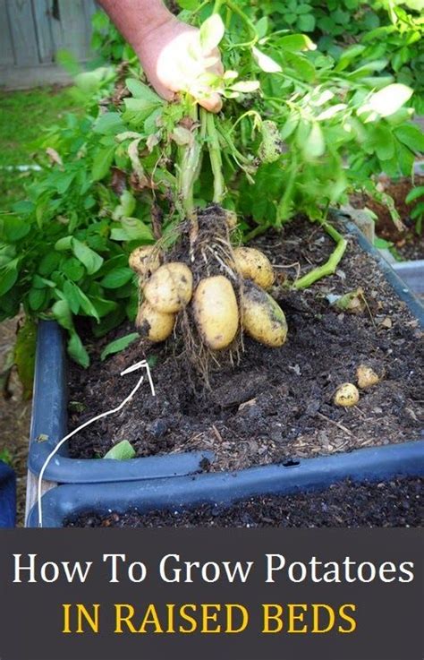 Potatoes are easy to grow, but they prefer cool weather so you should try to get them into the ground at the right time. Best Way To Grow Potatoes In Containers - Everything About ...