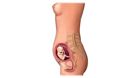 Schwangerschaftswoche noch nicht richtig bemerken, passiert in ihrem körper jetzt eine menge: Entwicklung eines Embryos: So wächst dein Kind in deinem Bauch