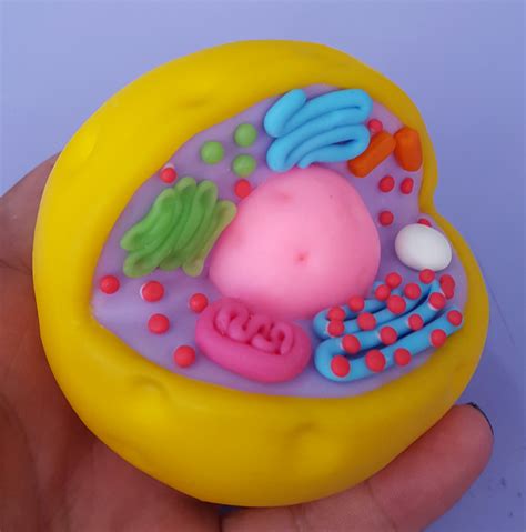 Maybe you would like to learn more about one of these? Célula animal - Biscuit Pedagógico | Biscuit da Grá | Elo7